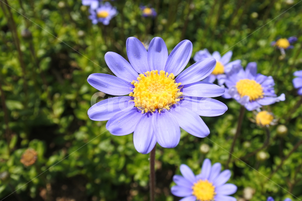 펠리시아,plant,식물,flower,꽃,felicia,보라색꽃