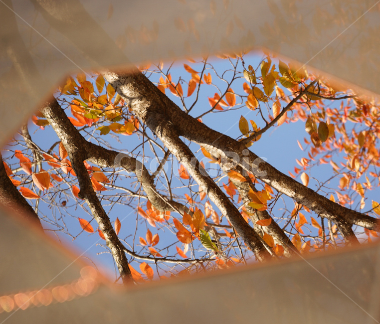 한국,가을,낙엽,단풍,나뭇가지,나무,fall,season,sky,가을하늘,자연,가을,계절,fall,autumn,season,사물,물건,오브젝트,thing,object,matter,tree,plant,식물,tree trunk,나무 줄기
