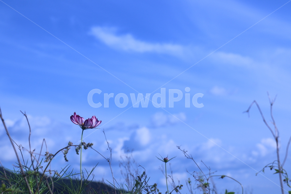 푸른,하늘,구름,빨간꽃,bluesky