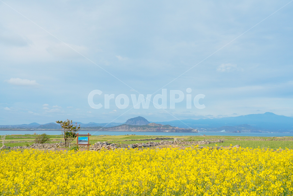 가파도,제주도,유채꽃,한라산,청보리밭,유채꽃밭,봄,계절,spring,season,제주도,jeju,jeju island,grassland,목초지,outdoors,옥외,field,들,nature,자연