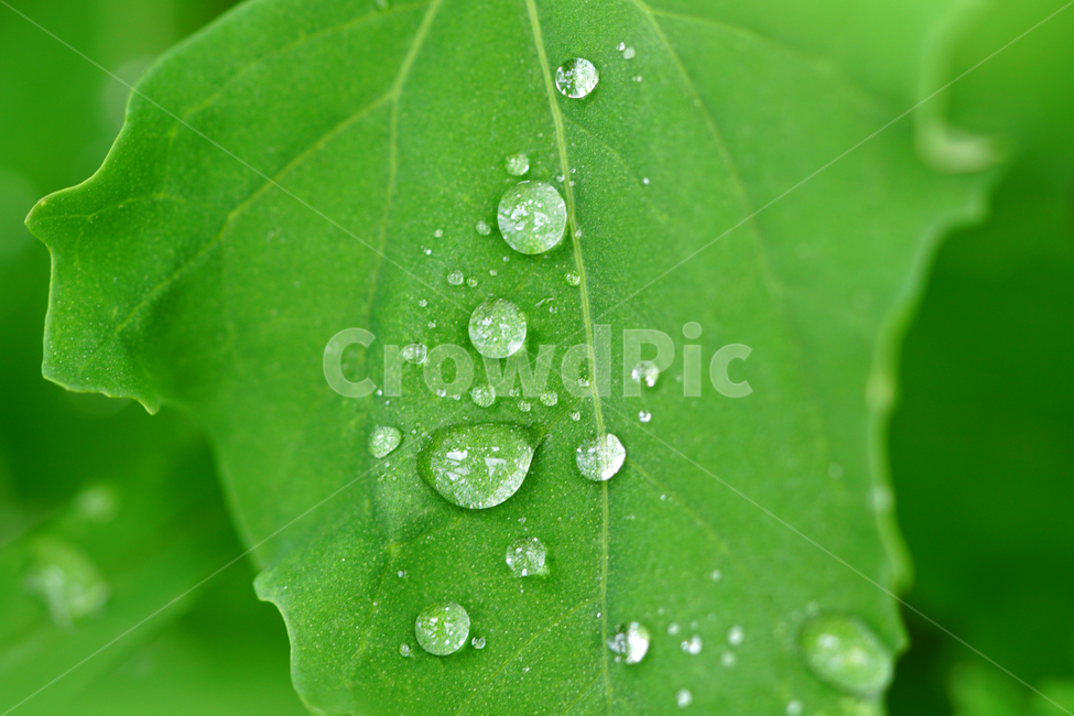 자연,nature,물방울,이슬,아침,아침이슬,풀,풀잎,식물,plants,raindrop,dropofwater,waterdroplet,steam,closeup,클로즈업,macro,메크로,마크로,접사,풍경,landscape,감성사진,감성,식물,자연,plants,nature