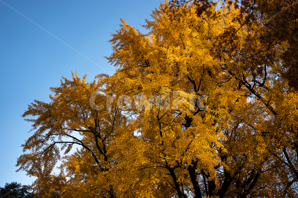 나무,가을,낙엽,fallenleaves,은행나무,가을,계절,fall,autumn,season