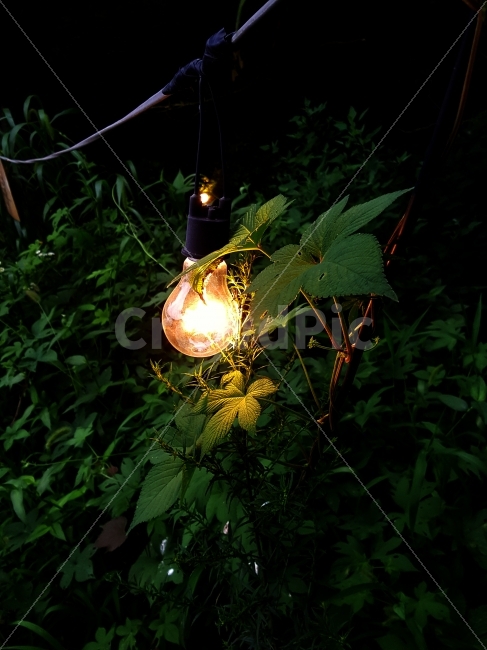 전등,불빛,나무,등,숲속,식물,자연,plants,nature,야경,밤,풍경,nightscape,night,landscape,사물,물건,오브젝트,thing,object,matter,light,빛