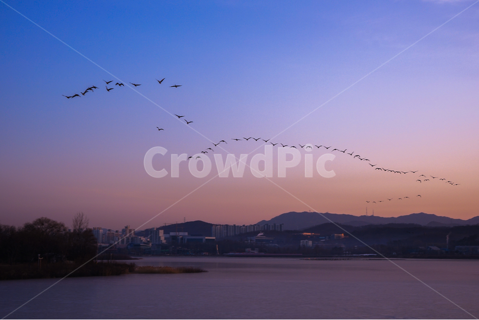 새,조류,동물,겨울철새,철새,이동,비행,새벽,여명,하늘,도시,풍경,city,landscape,nature,자연,outdoors,옥외,animal,bird