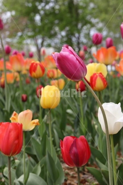 꽃,튤립,꽃밭,봄,계절,색깔,공원,자연,flowers,tulips,spring,season,park,colors,colorful,field,nature,봄,계절,spring,season,식물,자연,plants,nature,꽃,flower,plant,blossom