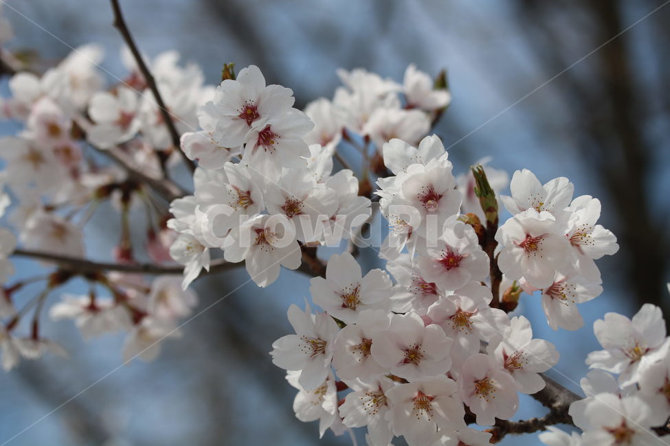 벚꽃,꽃,봄,계절,식물,자연,브라운,분홍색,하얀색,색깔,cherryblossom,pink,brown,white,flower,spring,season,color,plant,nature,봄,계절,spring,season,식물,자연,plants,nature,꽃,flower,blossom