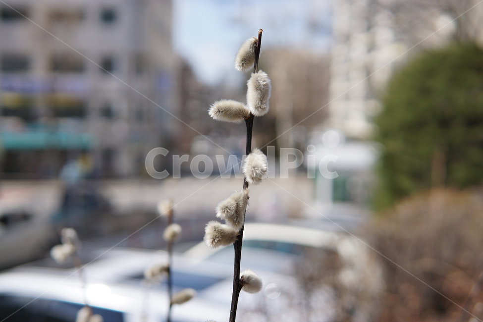 plant,자연,nature,생태계,나무,wood,봄,spring,입춘,조화,버들강아지,들풀,풀,식물,식물,자연,plants,nature,꽃,flower