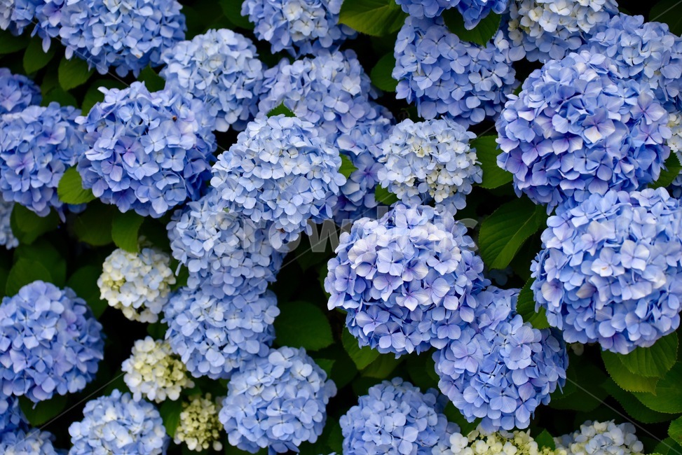 수국,보라색,파란색,꽃,flower,식물,blossom,식물,자연,plants,nature,꽃,flower