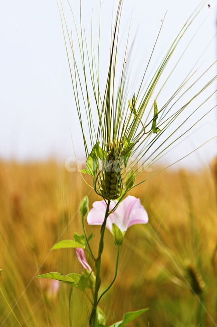 나팔꽃,보리밭,꽃,보리,곡식,자연,식물