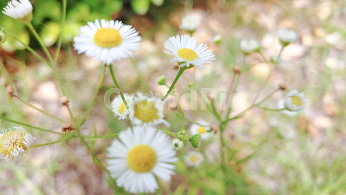 꽃,들꽃,개망초,봄꽃,야생화,길꽃,봄,여름,여름꽃,노랑꽃,흰꽃,springflower,flower,wildflower