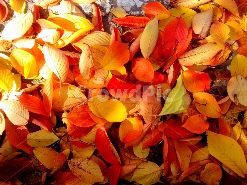 낙엽,단풍,leaf,잎,plant,식물,붉은단풍