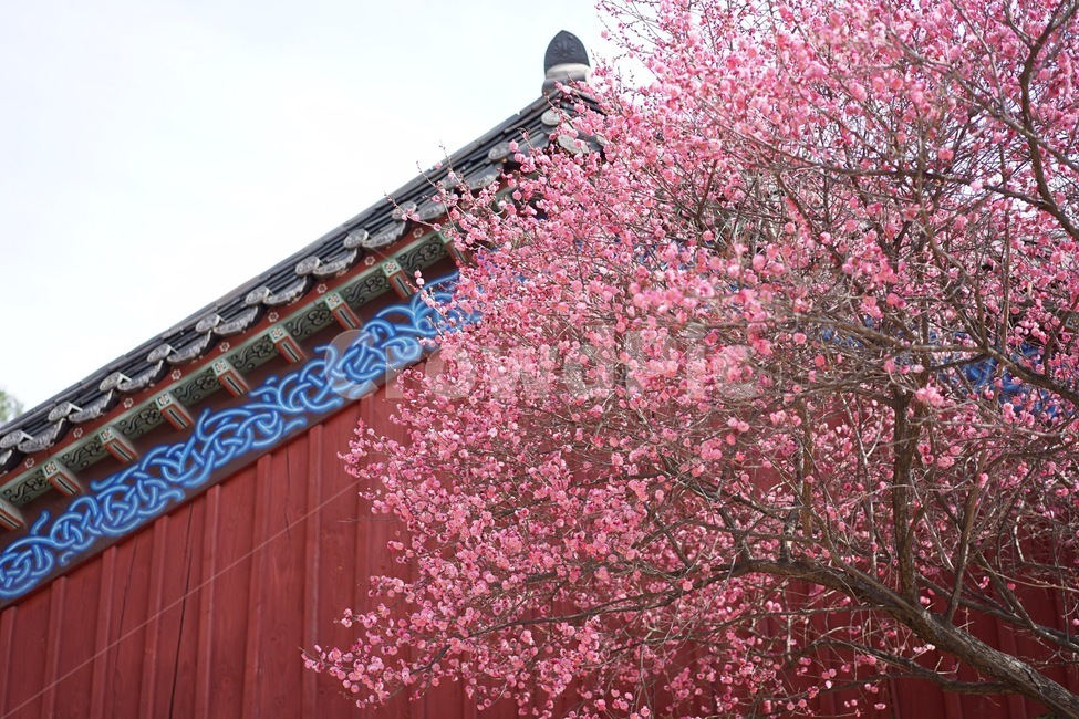 꽃,홍매화,한옥,나무,처마,봄,계절,spring,season,한국전통,한국문화,korean,식물,자연,nature,flower,봄,계절,spring,season,한국전통,한국문화,korean traditional,korean culture,식물,자연,plants,nature,꽃,flower,건축물,건물외관,exterior,building,structure,architecture,construction,plant,blossom