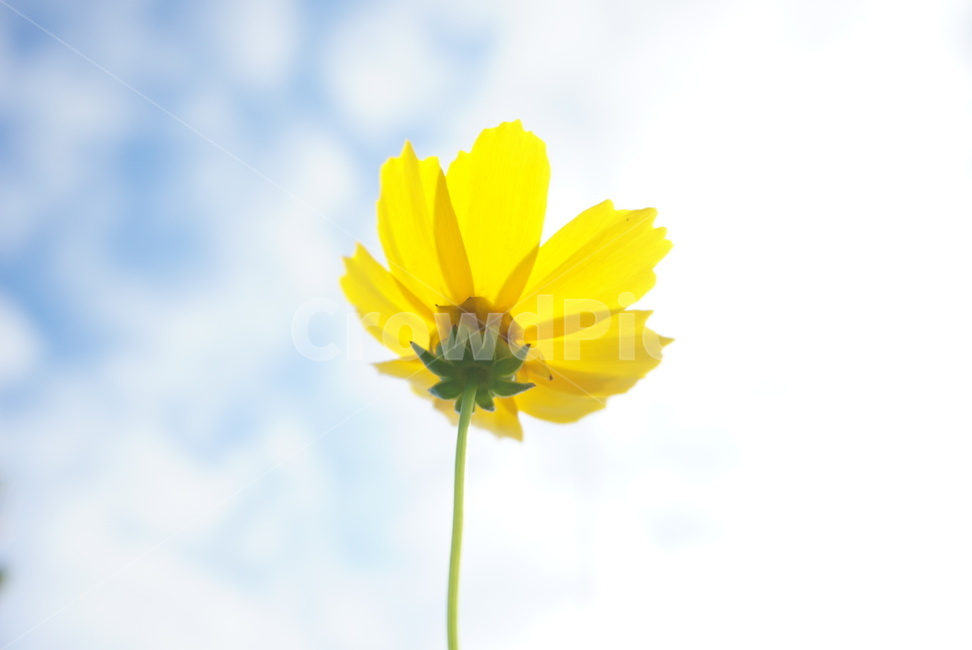 꽃,코스모스,꽃받침,하늘,노란꽃,구름,구름배경,한송이,노랑,가을,산책길,식물,자연,plants,nature,꽃,flower