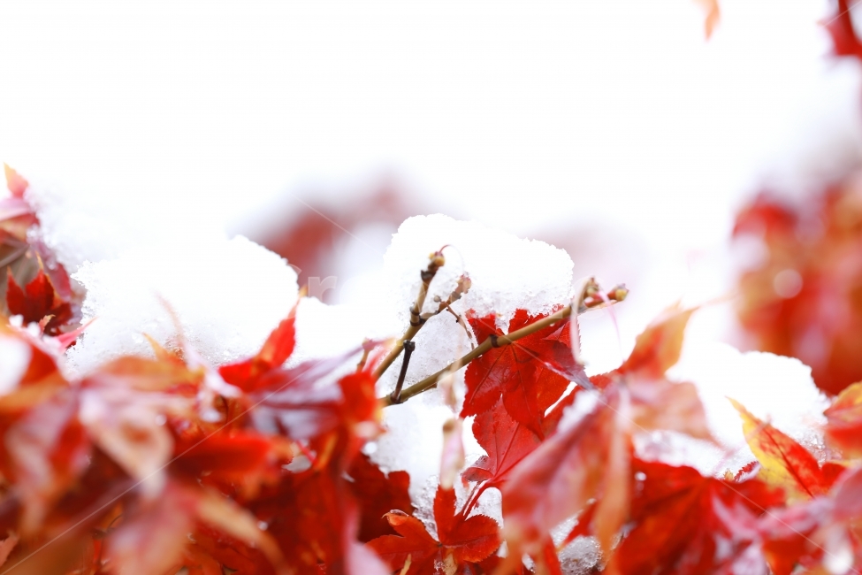 가을,겨울,낙엽,빨강,눈,단풍,나무,감성,red,tree,자연,natural,겨울,계절,winter,season,식물,자연,plants,nature