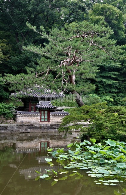 창덕궁후원,비원,창덕궁,송파문화원,서울5대궁궐,한국전통,한국문화,korean traditional,korean culture,건축물,건물외관,exterior,building,structure,architecture,construction