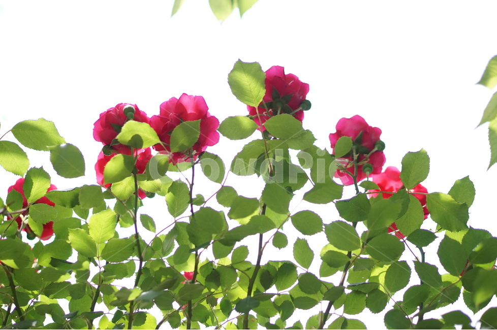 빨강,장미,꽃,풍경,5월,초록,잎,식물,자연,plants,nature,꽃,flower