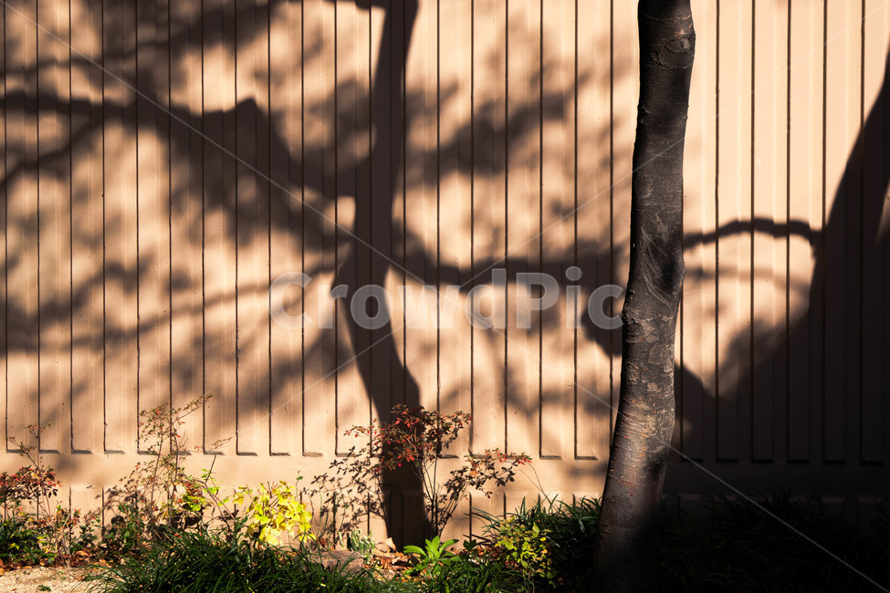 그림자,나무,가을,풍경,감성,벽,식물,자연,plants,nature,나무,trees,wood