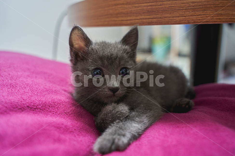 고양이,러시안블루,휴식,쉼,편안함,다소곳,애완묘,애완동물,동물,animal,포유류,mammal,고양이,cat,kitten,kitty