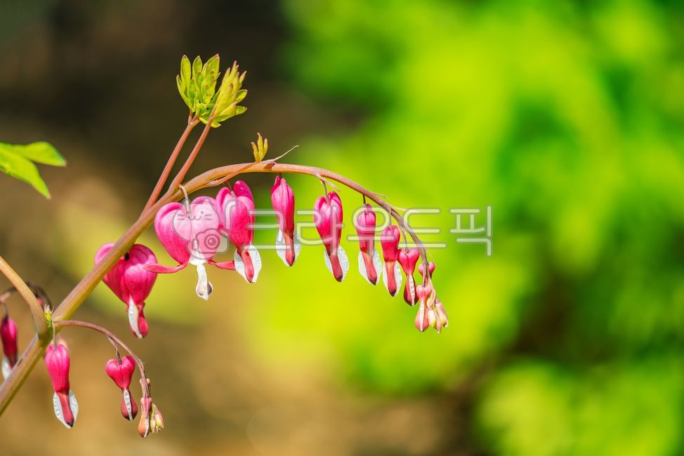 pink,forest,perennial,ecosystem,spring flower,dicotyledon,Wildflowers,ornamental,arboretum,spring,red,beautiful,Corydalis family,herb,park,pretty,green,nature,clustered,bleeding heart,silk bag,pink flower,flower,bud,outdoor,fragrance,wildflower,appearance