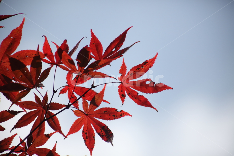 단풍,잎,가을,redleaves,leaf,단풍나무,가을,계절,fall,autumn,season,plant,식물,tree,나무,maple