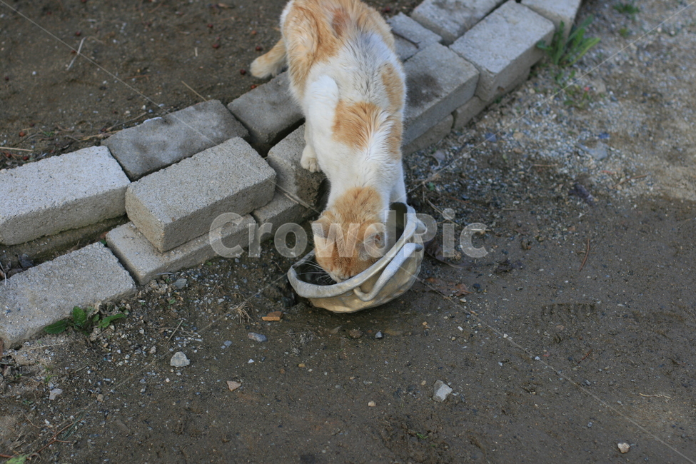 고양이,밥,고양이밥,밥그릇,저녁식사,마당,귀요미