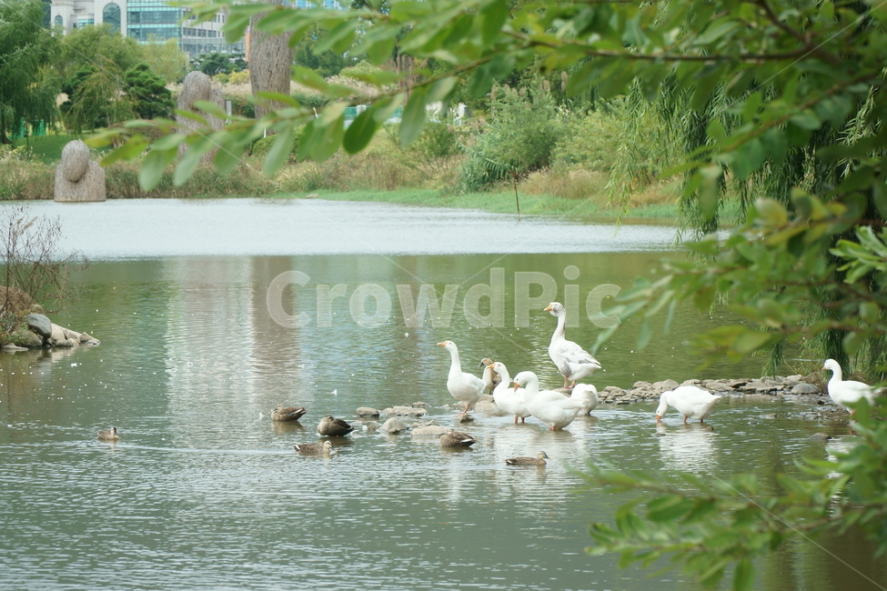 bird,새,animal,동물,오리,거위,연못,오리거위,산책,조류,새끼,함께,duck,goose,가족,together,water,센치한,휴식,힐링,자연,동물,animal,조류,새,birds
