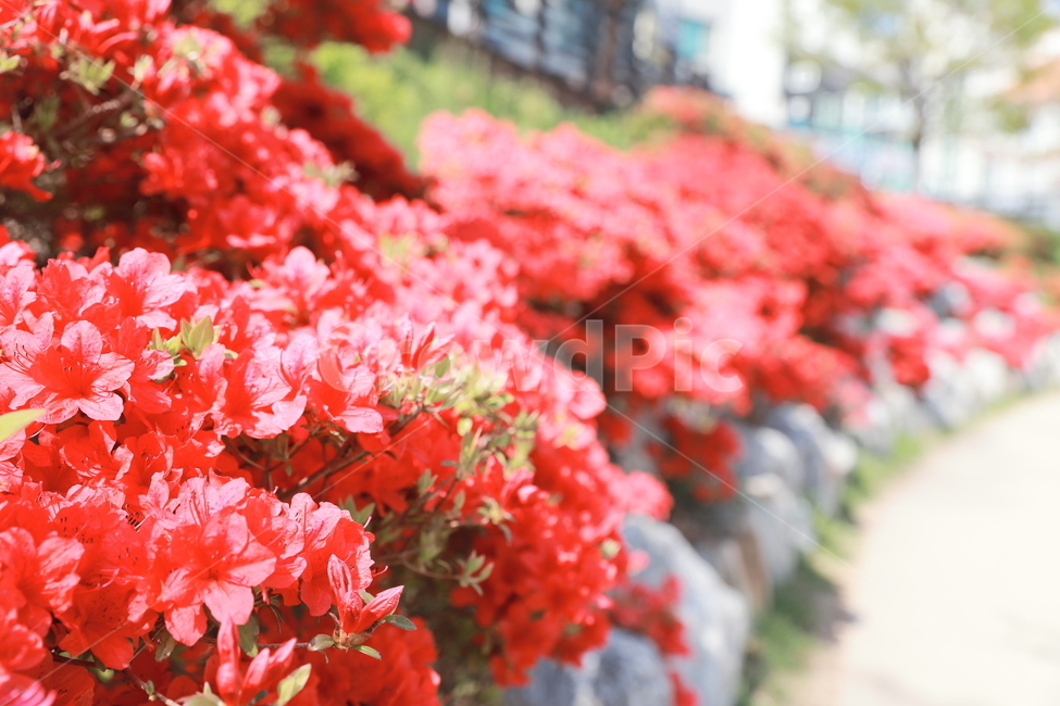 꽃,flower,봄,자연,계절