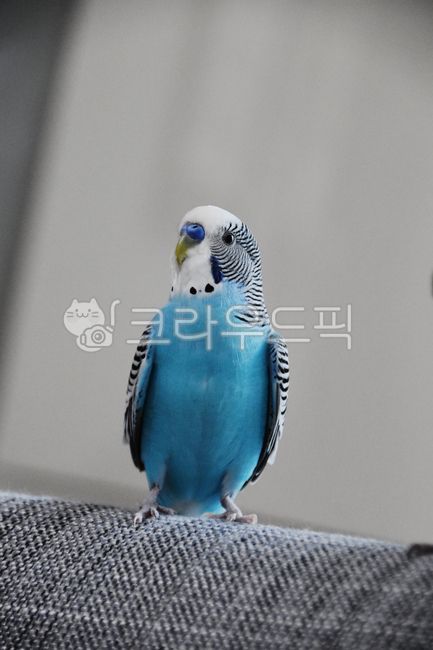 잉꼬, 앵무새, parrot, 새, bird, 사진,이미지,일러스트,캘리그라피 - 씨앗심다작가