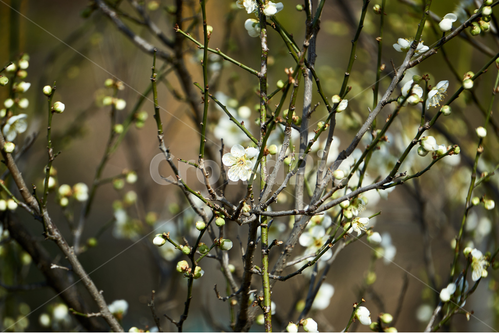 청매,매실,매화,꽃,flower,plant,자연,nature,생태계,나무,wood,봄,spring,입춘,생화,조화,화분,화원,꽃집,꽃밭,식물,식물,자연,plants,nature,꽃,flower
