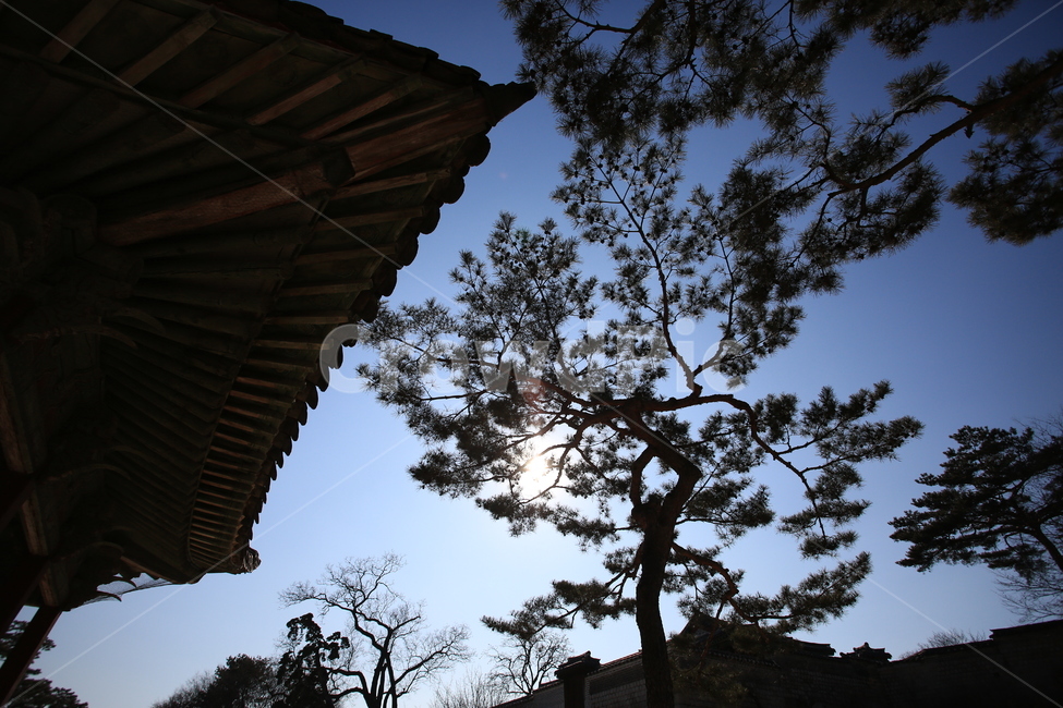 고궁,나무,실루엣,처마,빛,한국전통,한국문화,korean traditional,korean culture,식물,자연,plants,nature,나무,trees,wood,건축물,건물외관,exterior,building,structure,architecture,construction