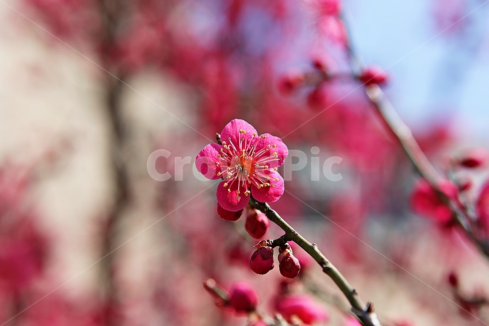 홍매화,매화,꽃,봄꽃,붉은꽃,식물,자연,봄,봄,계절,spring,season