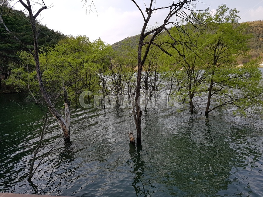 water,물,outdoors,옥외,nature,자연,land,땅,나무,trees,wood