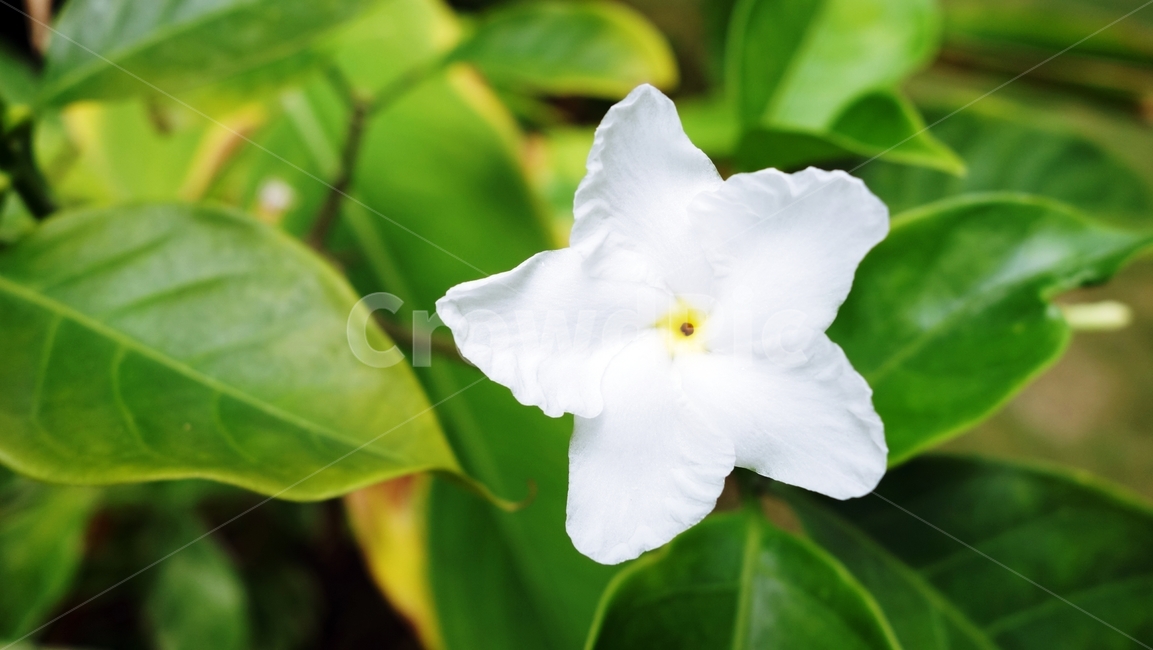 꽃,흰꽃,식물,자연,flower,식물,자연,plants,nature,꽃,flower