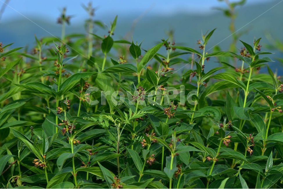 선백미꽃,야생화,꽃,식물,자연,생태,플라워,flower,plants,nature,식물,자연,plants,nature