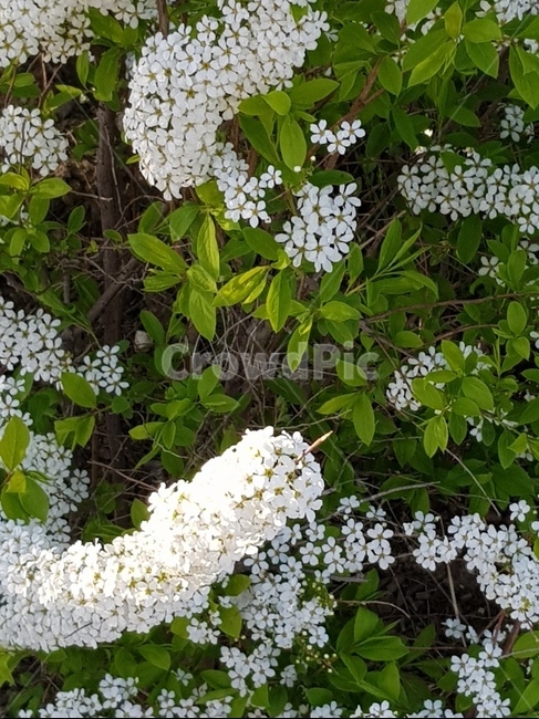 식물,꽃,flower,plant,blossom