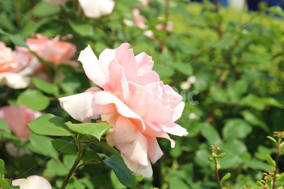 꽃,5월,장미,식물,계절,식물,자연,plants,nature,꽃,flower