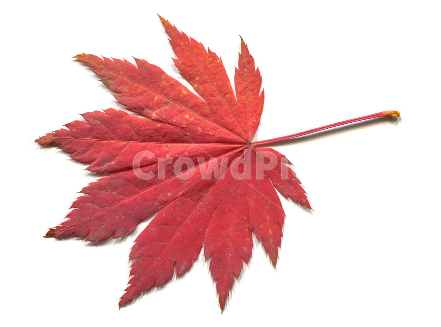 leaf,잎,plant,식물,빨간단풍,가을,tree,나무,가을,계절,fall,autumn,season,식물,자연,plants,nature