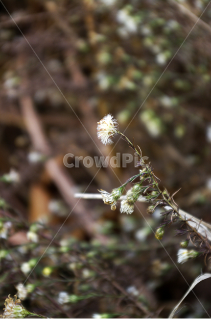 자연,nature,식물,plant,잡초,식물,자연,plants,nature,꽃,flower