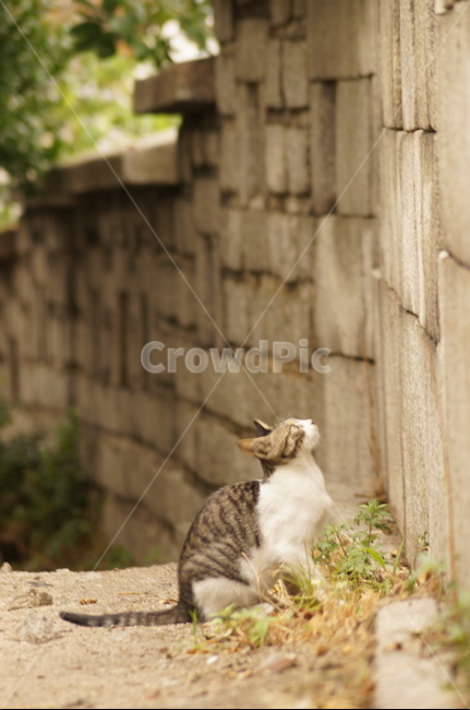 고양이,길냥이,캣,동물,cat,animal,동물,animal,포유류,mammal,고양이,cat,kitten,kitty
