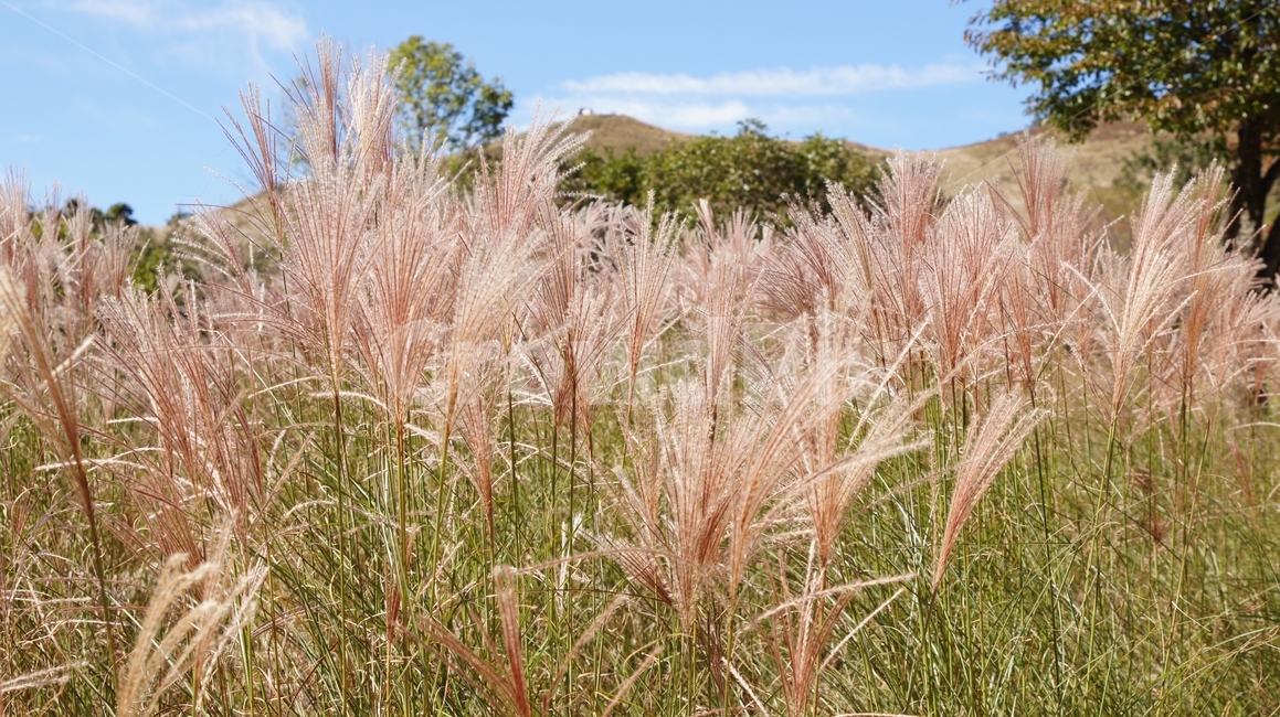 grass,잔디,plant,식물,vegetation,초목,억새풀,억새밭,가을풍경,가을,가을,계절,fall,autumn,season