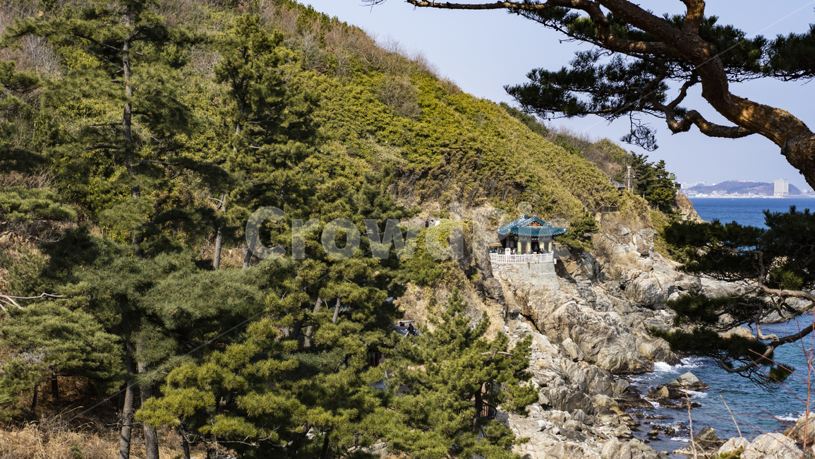 산,바다,정좌,소나무,풍경,나무