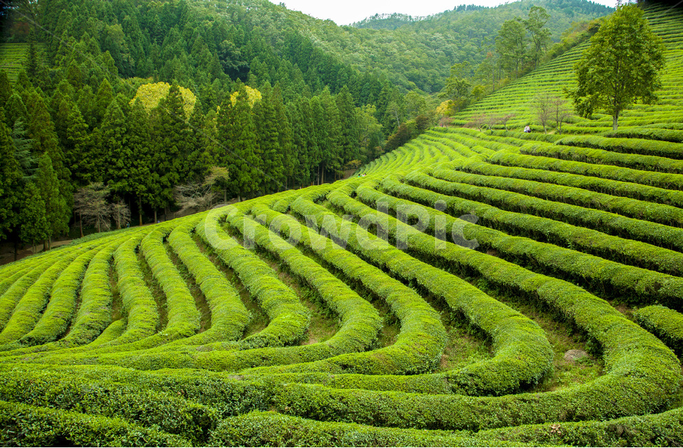 녹차밭,다원,자연,풍경,녹차,밭,차,식물