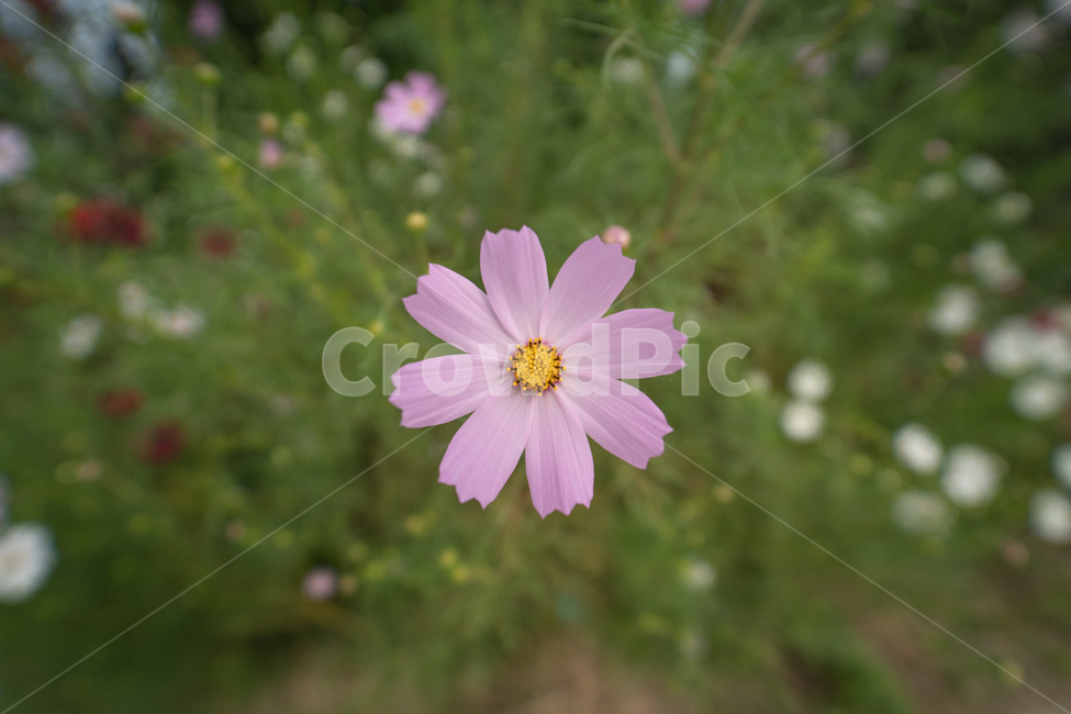 flower,botanical,plant,꽃,식물,식물,자연,plants,nature,꽃,flower
