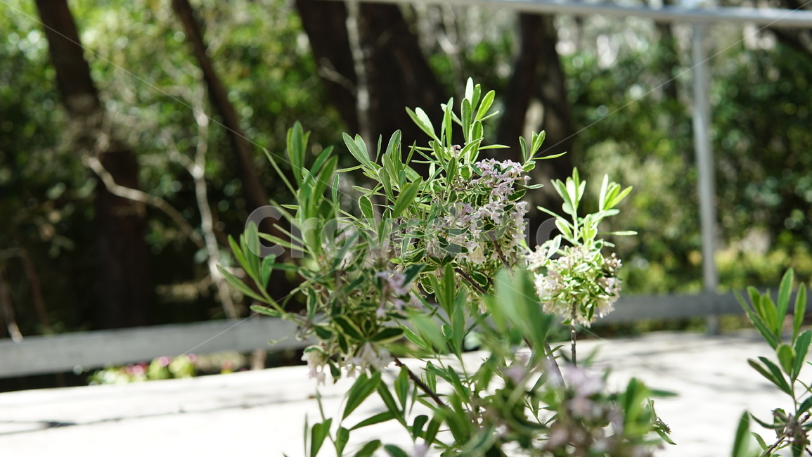 식물,꽃,자연,flower,plant,식물,자연,plants,nature