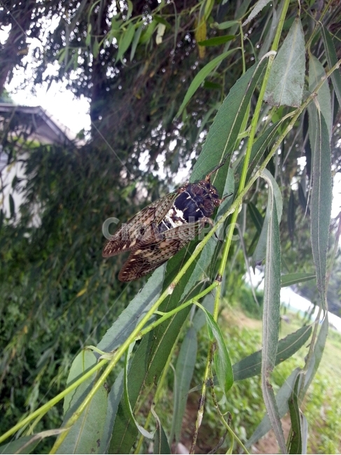 곤층,매미,여름,방학,자연,곤충,벌레,insect,bug