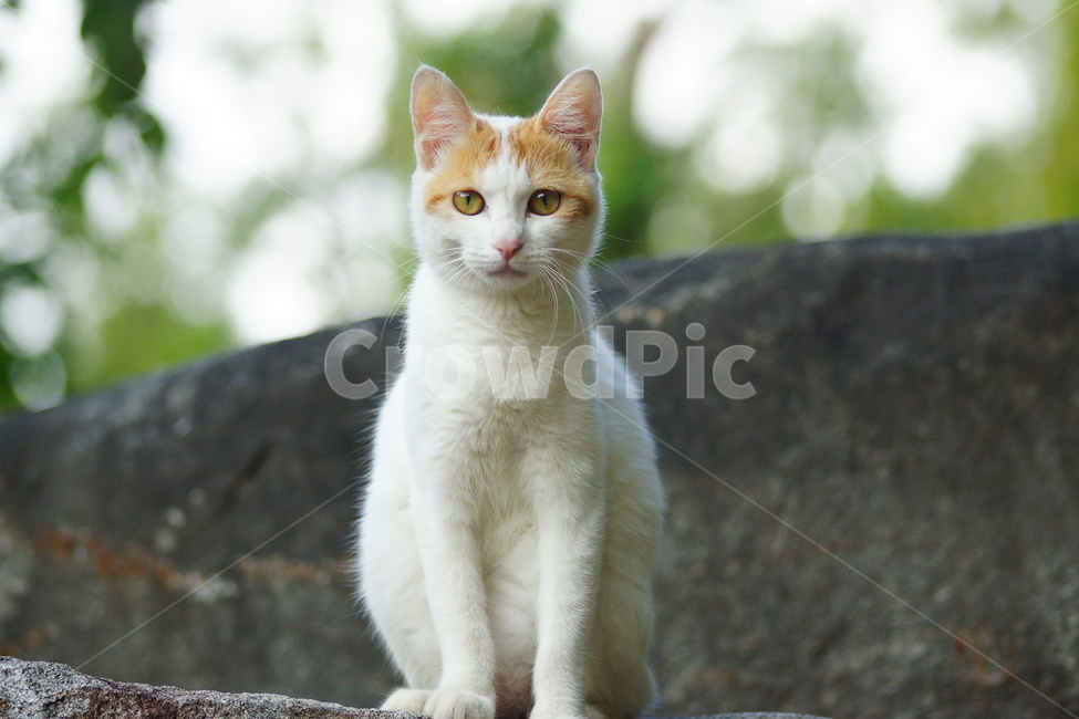 manx,포유류,animal,mammal,동물,cat,고양이,pet,동물,animal,포유류,mammal,고양이,cat,kitten,kitty