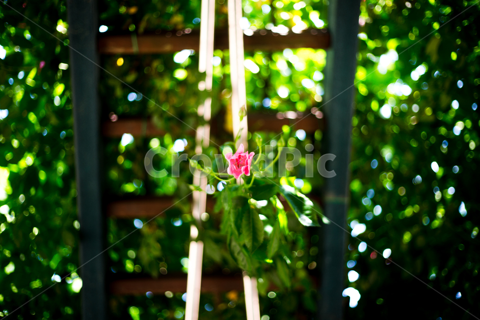 장미,장미축제,꽃,빨간꽃,장미공원,꽃,flower