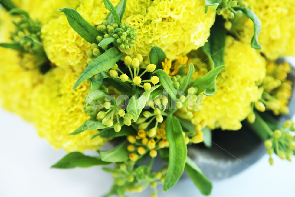 메리골드,꽃꽂이,플로리스트,인테리어,노란색,녹색,식물,자연,plants,nature,꽃,flower,실내용화초,화분,화초,house plant