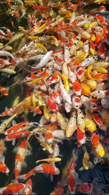 물고기,잉어,비단잉어,알록달록,물고기떼,fish