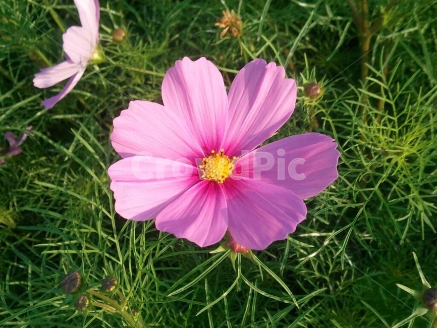 코스모스,꽃,풀,공원,한강공원,가을꽃,가을,식물,자연,plants,nature,꽃,flower